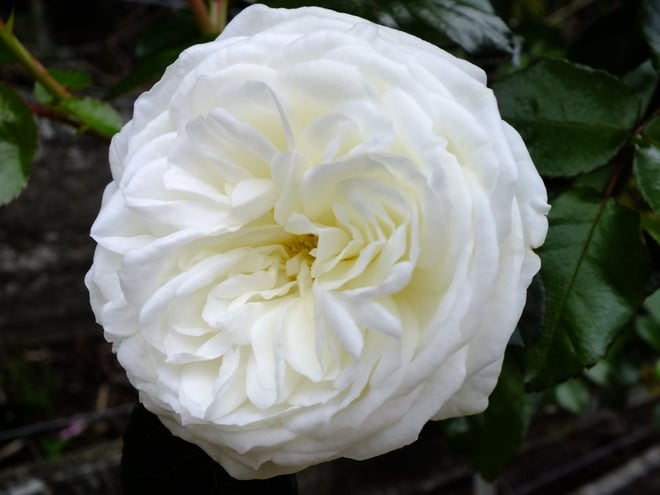 Floribunda Rose 'Luminis' - very fragrant
