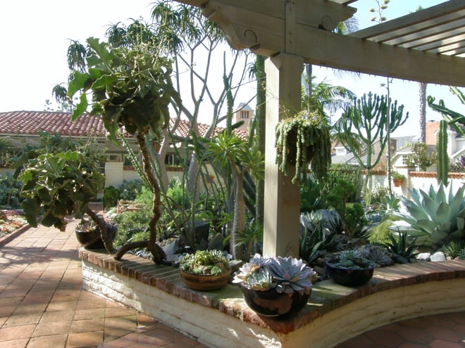 succulent garden