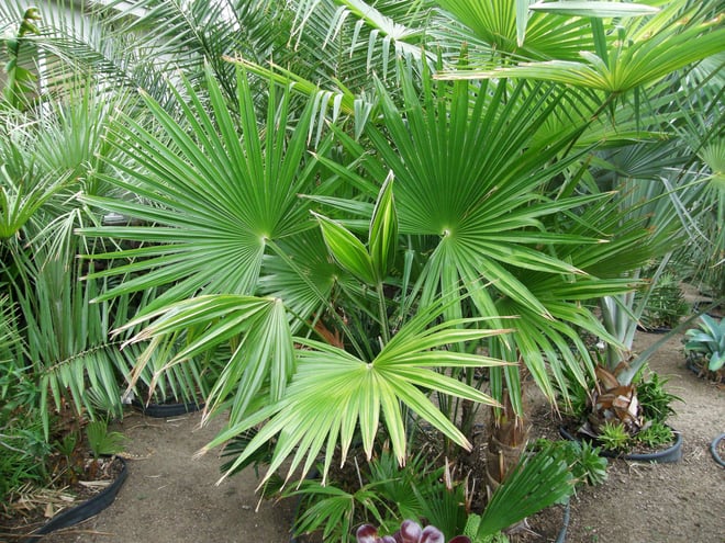 Trachycarpus latisectus... nice palm... but Acton??