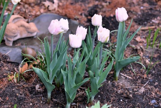 April 28th Tulipa 'Angelique' open with an almost white color and slowly fade to pink with age.