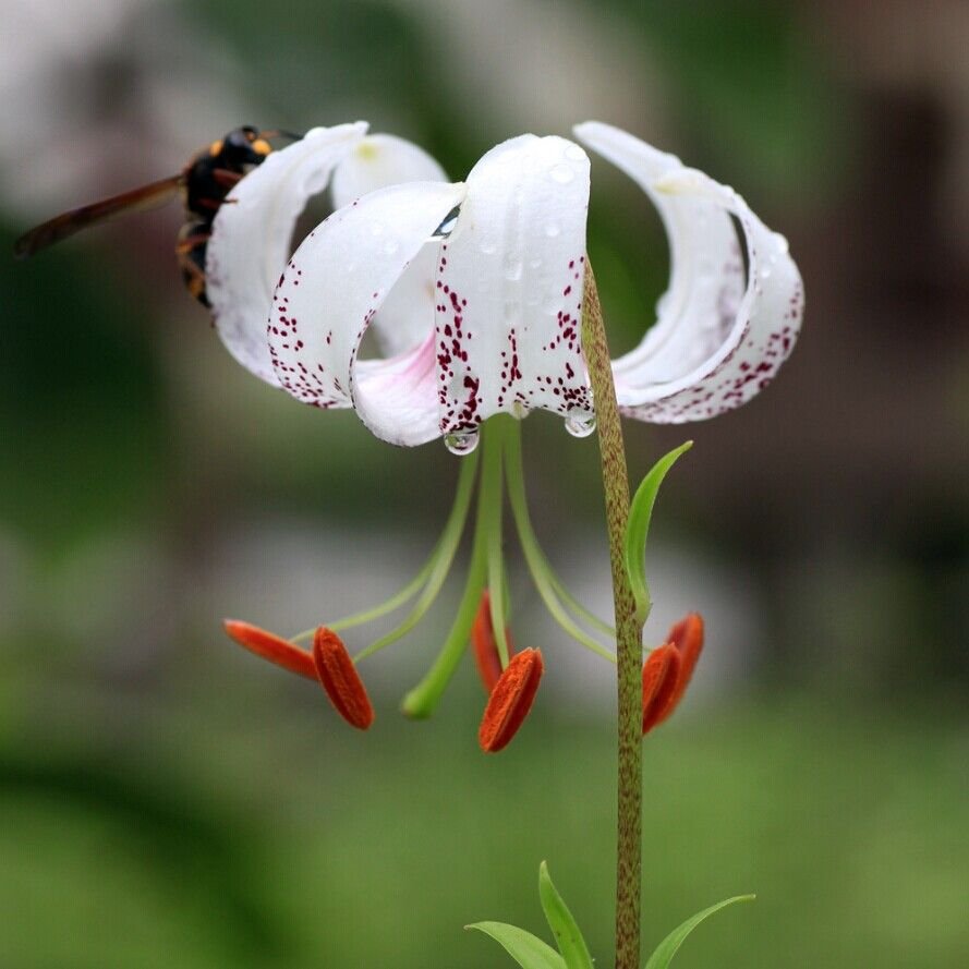 Lilium duchartrei photo by alpinegarden on Garden Showcase