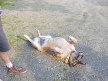 Mitzy chiling out.