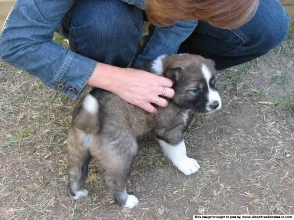 Puppy at one month