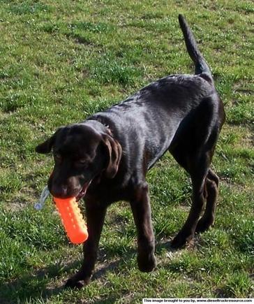 26056Bear at 5 months 60 lbs