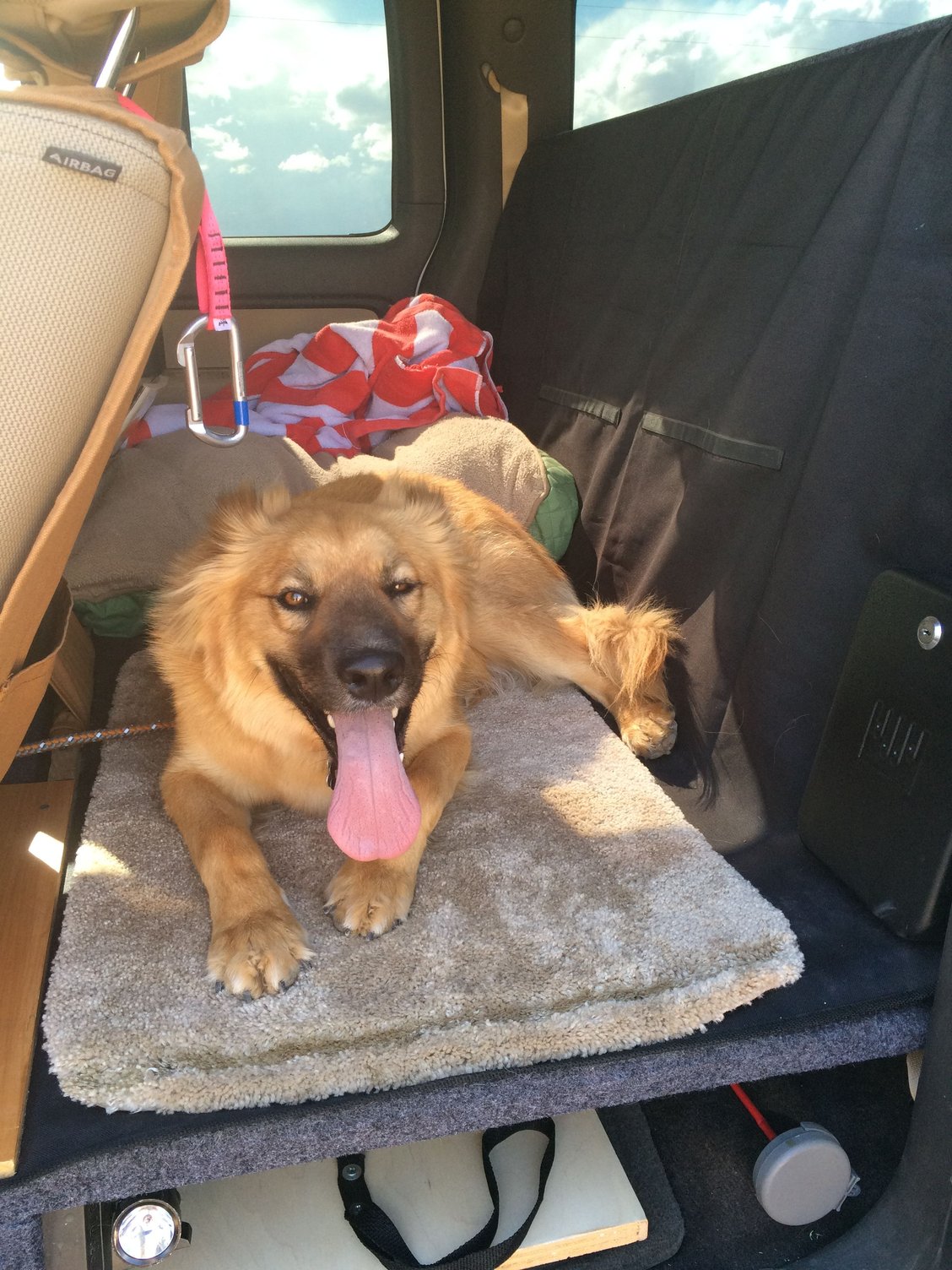 How To Keep Dog From Jumping Out Window