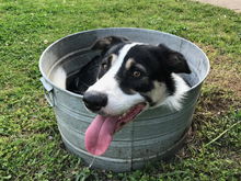 Border collie that rides shotgun. Shares in most adventures. Likes hot tubs and blondes. Smartest dog I have ever been partners with. My wife is Chinese. When I brought him home she flat out stated "I ain't eating that."