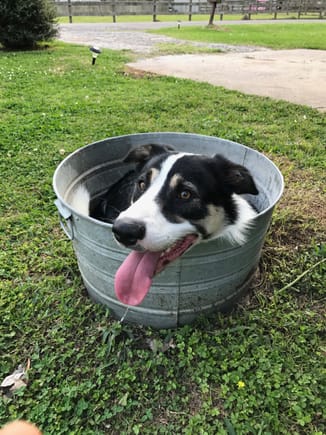 Border collie that rides shotgun. Shares in most adventures. Likes hot tubs and blondes. Smartest dog I have ever been partners with. My wife is Chinese. When I brought him home she flat out stated "I ain't eating that."