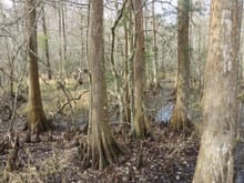 Cypress swamp close to my house.