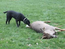 My dog checking out 2012 Buck