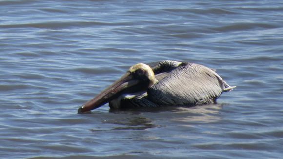 Fish for supper.