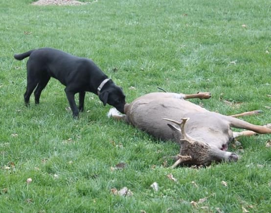 My dog checking out 2012 Buck
