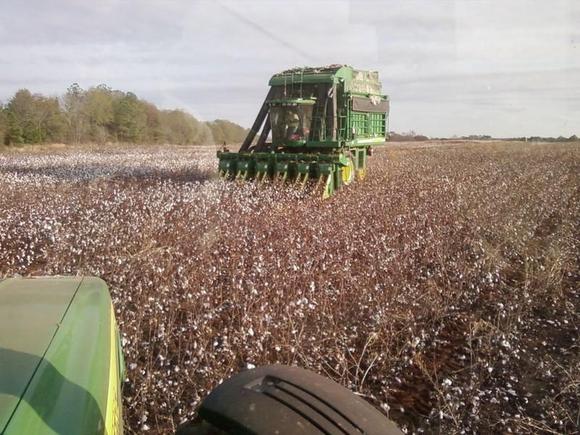 picking cotton
