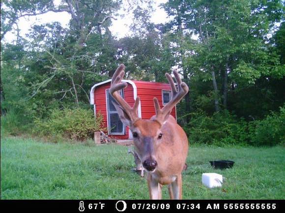 deer cam 065