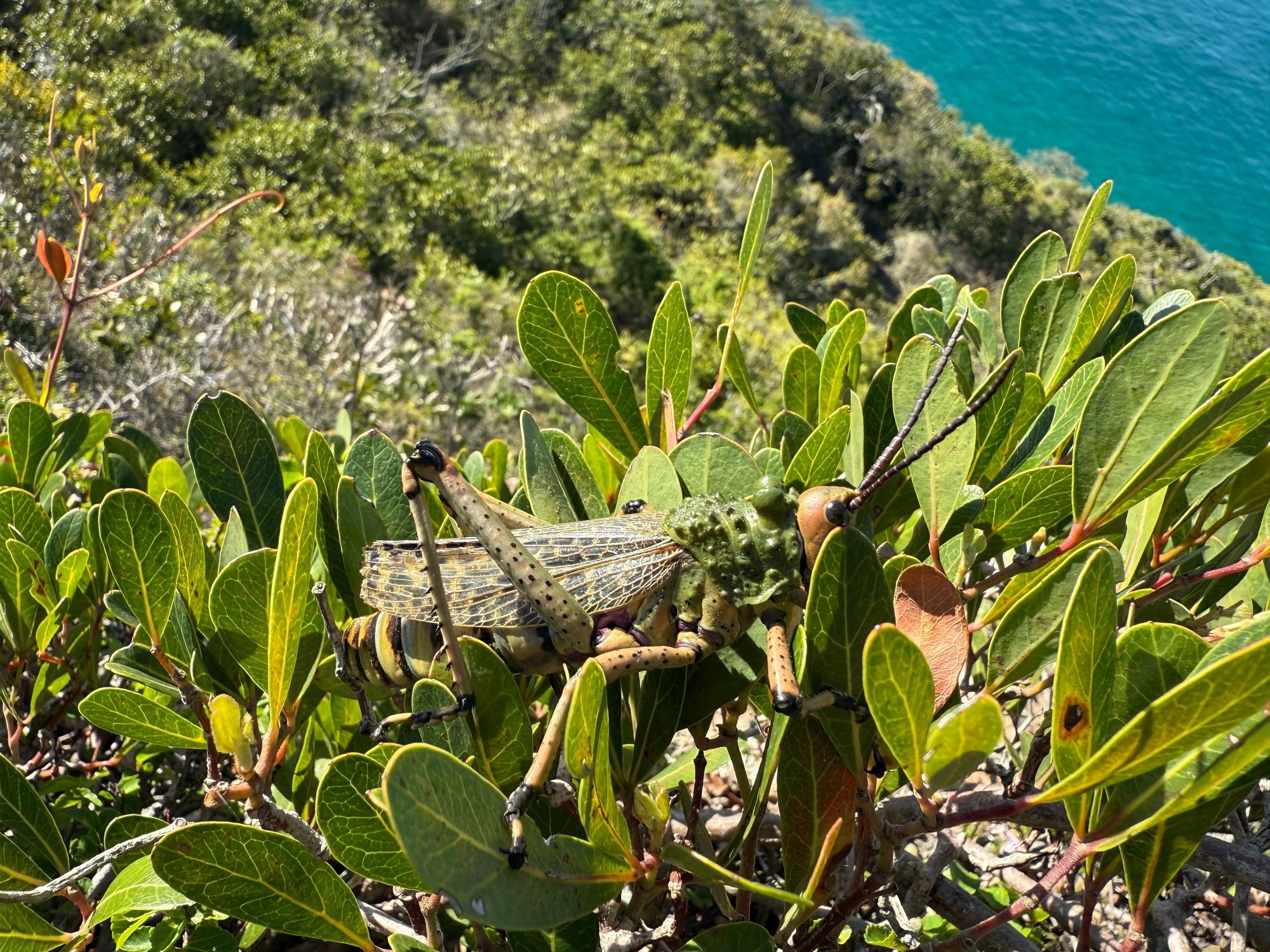 Giant cricket (as big as my hand)