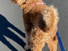 Poppy showing off her cute backside on the morning walk. BTW, Poppy has decided that her walks are for meeting new people and sightseeing. None of that other “business.”  That’s done at home. 