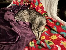 Anpu is enjoying his new mattress.