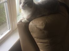 she spends a lot of the day sleeping atop the cushions at the other end of the couch ... which, as it’s next to the front door, can be a pretty good launching point for an escape attempt