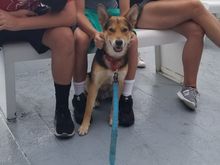Boston BoatDo scratches are the BEST!