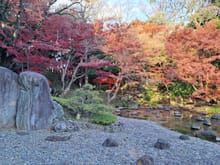 Beautiful autumn colours at  Koishikawa korakoen garden ( by Tokyo Dome) Walking under the trees with the strong sun, blue skies and  all shades of red/orange/yellow and green was beautiful. Lots of locals visiting ( many with super lenses for their DSLRs)