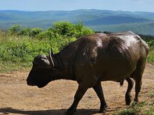 UNESCO Imfolozi National Park where the big 5 are up so close (no need for binoculars) unlike my previous safaris in South Africa, Botswana,  Namibia, etc.