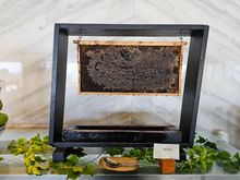Club InterContinental - honey made onsite