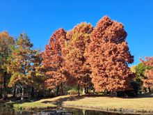 Near the entry to the park  but beyond it there was a small stream with beautiful maple trees.