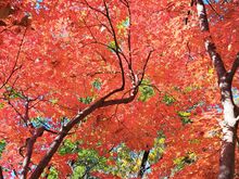 Just beyond ,along the stream some beautiful colours of maple trees
