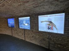 Inside the battery