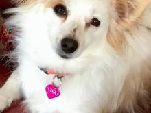 Meet Peanut aka Nikki but she got a name change because I already have a Nikki.  You know you have too many dogs when new additions are duplicates.  Anyway, the couple who had her had to give her up because they’re both battling cancer and I lost one of mine to old age.  She’s a tiny little thing and scares the bejeesus out of her new siblings, especially the big one.
