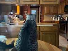 Anpu was watching for his mama.  And reminding me he hadn’t been fed yet.  