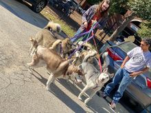 Huskies ! 