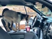 Zoomie like coffee