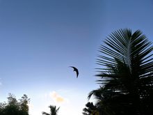 Bats everywhere 