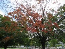 Fall Colours 20th September 2019