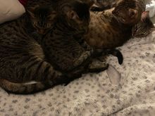 Cat 5 Purricane in force. Shelter in place.