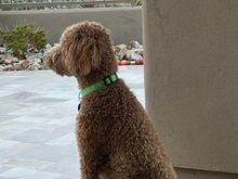 Poppy is guarding the house and keeping her sitter safe while we’re away!