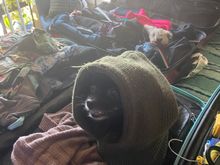 Nixie in a Bruno costume