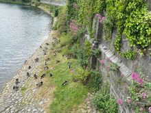 Gorgeous scenery and those pink plants are weeds 