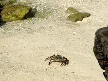 Lots of marine life in and out of the ocean