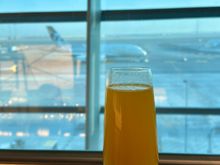 Mimosa