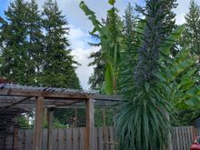Bananas and an echium. 