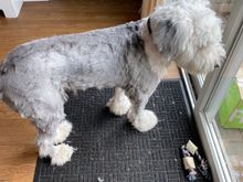 Son groomed his Old English Sheep dog himself. Not a success