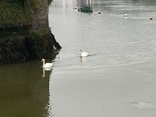 We don’t really see swans where I live, so we enjoyed watching them. 