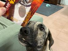 Mad dog “can I eat this?”