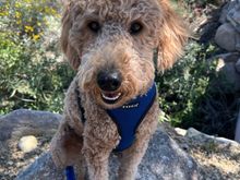 OK , Poppy won’t turn her back on her public!  This is from her morning walk. 