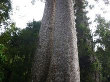 Kauri grove