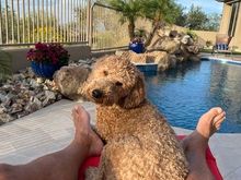 Poppy being cozy with a visitor from Illinois. She’s getting ready to “reveal”  her renovated pool and back yard this afternoon. 