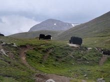 Yaks! 