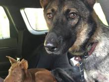 Grace & her puppy Coco, when they were rescued