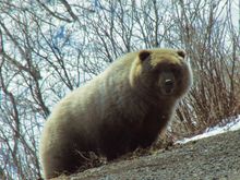This photo was taken in mid-May along the Park Road in Denali National Park, Alaska. This bear looks great for so early in the season!